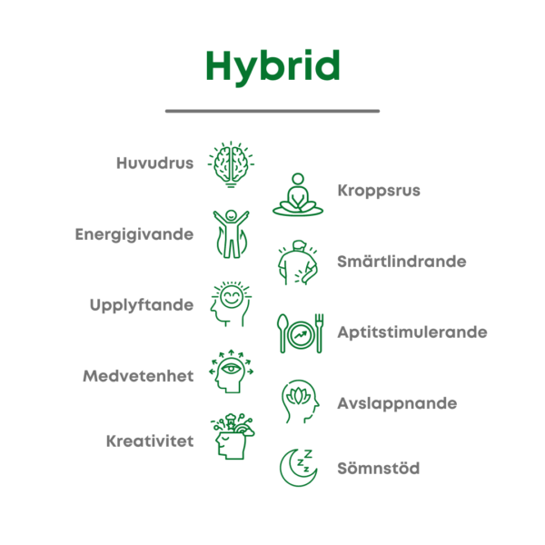 Grafisk illustration som visar effekterna av hybridcannabis från Chill Buddy, med en kombination av både Sativa- och Indica-egenskaper. Hybrid erbjuder både huvudrus och kroppsrus, är energigivande och smärtlindrande, upplyftande och aptitstimulerande, främjar medvetenhet och avslappning, samt stödjer kreativitet och sömn. Bilden använder gröna ikoner och text för att visuellt representera dessa balanserade effekter. Idealisk för SEO-optimerat innehåll som utforskar fördelarna med hybridstammar av cannabis.