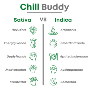 Grafisk jämförelse mellan Sativa och Indica-effekter från Chill Buddy. Sativa ger huvudrus, energigivande, upplyftande, medvetenhet och kreativitet, medan Indica erbjuder kroppsrus, smärtlindring, aptitstimulering, avslappning och sömnstöd. Bilden är designad med gröna och grå ikoner för att tydligt representera skillnaderna mellan dessa två cannabisstammar. Idealisk för användning i innehåll om cannabis och dess olika effekter, vilket gör den till en perfekt visuell resurs för SEO-optimerade artiklar om Sativa vs Indica.