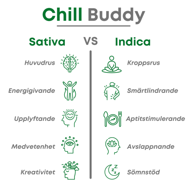 Grafisk jämförelse mellan Sativa och Indica-effekter från Chill Buddy. Sativa ger huvudrus, energigivande, upplyftande, medvetenhet och kreativitet, medan Indica erbjuder kroppsrus, smärtlindring, aptitstimulering, avslappning och sömnstöd. Bilden är designad med gröna och grå ikoner för att tydligt representera skillnaderna mellan dessa två cannabisstammar. Idealisk för användning i innehåll om cannabis och dess olika effekter, vilket gör den till en perfekt visuell resurs för SEO-optimerade artiklar om Sativa vs Indica.